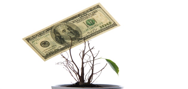 mony-leaf
