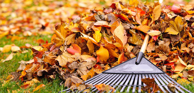 rake-leaves