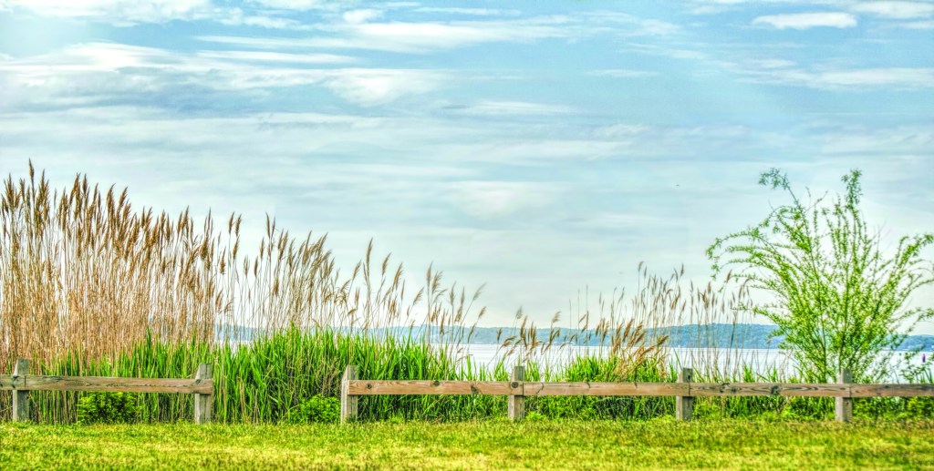 Sea grass at Long Island Sound in Rye, New York