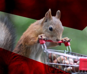 squirrel_nuts