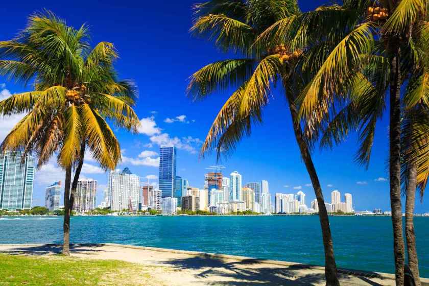 Miami Florida palm trees condos